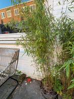 Fargesia Gansu bamboe in grote pot, Tuin en Terras, Planten | Tuinplanten, Volle zon, Vaste plant, Bloeit niet, Ophalen