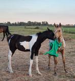 valk appaloosa en zwart bont hengstje, Dieren en Toebehoren, Paarden, Hengst, Minder dan 160 cm, 0 tot 2 jaar