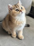 Britse korthaar  nog 1 kitten beschikbaar, Dieren en Toebehoren, Katten en Kittens | Raskatten | Korthaar, Meerdere dieren, Gechipt