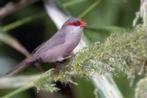 Sint Helena Fazantjes, Dieren en Toebehoren, Vogels | Overige Vogels, Meerdere dieren, Tropenvogel, Geringd