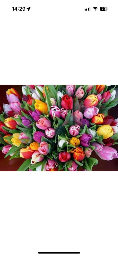 Veilingmedewerker bloemen en planten, Tuin en Terras, Planten | Tuinplanten, Overige soorten, Volle zon, Ophalen of Verzenden