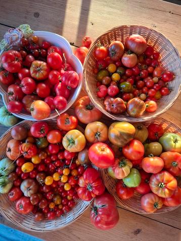 Biologische tomatenzaden tomaten zaden  beschikbaar voor biedingen