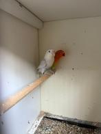 Agapornis koppel Opaline mauve/ Opaline eeuwing geel dilute/, Dieren en Toebehoren, Meerdere dieren, Dwergpapegaai of Agapornis