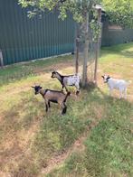Te koop 4 mooie dwerggeit bokjes, Dieren en Toebehoren, Mannelijk, Geit