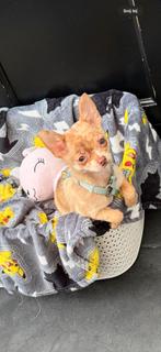 Lieve mini pomchi reutje merle, Dieren en Toebehoren, Honden | Chihuahua's en Gezelschapshonden, Rabiës (hondsdolheid), Reu, 8 tot 15 weken