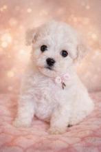# Prachtige Bichon Frise puppies #, Parvo, Nederland, Overige rassen, 8 tot 15 weken
