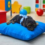 Dwergpoedel toypoedel puppy's black and tan 100& raszuiver, Poedel, Rabiës (hondsdolheid), 8 tot 15 weken, Meerdere