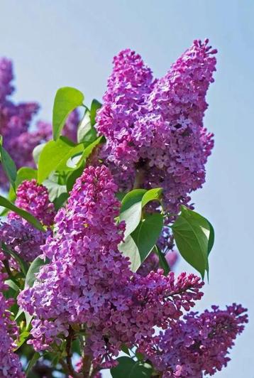 Gratis ophalen: SERING struik lila/paars. beschikbaar voor biedingen