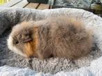 Ch teddy beertje, Cavia, Juni, Mannelijk, Tam