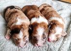 3 Mooie border collie pups, 8 tot 15 weken, Collie, Meerdere, Meerdere dieren