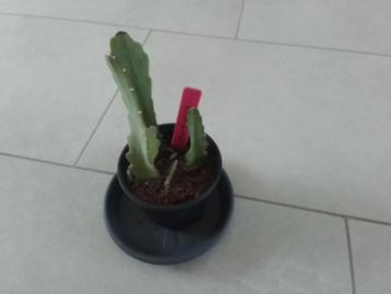 3 gewortelde epiphyllum redtrip met uitlopers onderkant  beschikbaar voor biedingen
