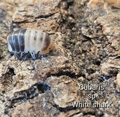 Cubaris sp 'White shark', Dieren en Toebehoren, Insecten en Spinnen, Overige soorten