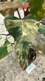 Philodendron strawberry shake. Pot 15, Huis en Inrichting, Kamerplanten, Ophalen of Verzenden, Overige soorten, Minder dan 100 cm