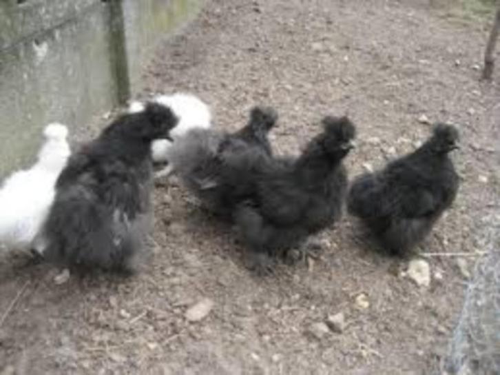 Zijdehoen kippen., Dieren en Toebehoren, Pluimvee, Kip, Vrouwelijk