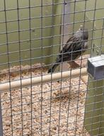 Kanarie, man, Dieren en Toebehoren