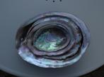 Abalone oor schelpen, Verzamelen, Ophalen, Schelp(en)