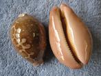 Schelpen: Cypraea mappa L. f++/gem 60-79mm, Verzenden, Schelp(en)