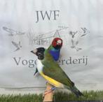 Gouldamadine, Dieren en Toebehoren, Vogels | Overige Vogels, Meerdere dieren