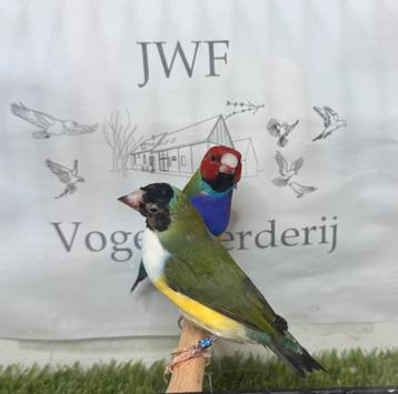 Gouldamadine beschikbaar voor biedingen