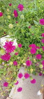 Vaste planten pakket roze/wit 80 cent per zakje, Ophalen of Verzenden
