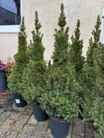 Conifeer Zuilboom in Pot, Tuin en Terras, Bloeit niet, Ophalen of Verzenden, Minder dan 100 cm, Zuilboom