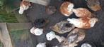 Jonge kippen en hanen te koop, Dieren en Toebehoren, Meerdere dieren, Kip