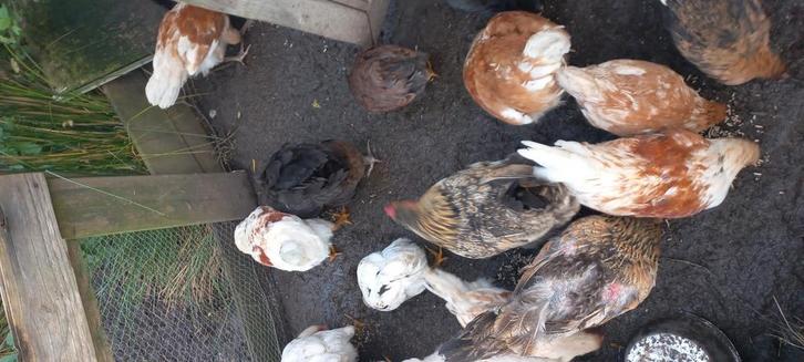 Jonge kippen en hanen te koop, Dieren en Toebehoren, Pluimvee, Kip, Meerdere dieren