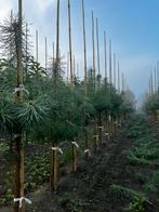 Pinus sylvestris (grove den), Tuin en Terras, Planten | Bomen, Volle zon, Bloeit niet, Minder dan 100 cm, Overige soorten