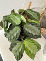 Maranta Silver Band Kamerplant, Overige soorten, In pot, Minder dan 100 cm, Groene kamerplant