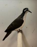 1-2 tamboerijn duif, Dieren en Toebehoren, Meerdere dieren, Tropenvogel, Geringd