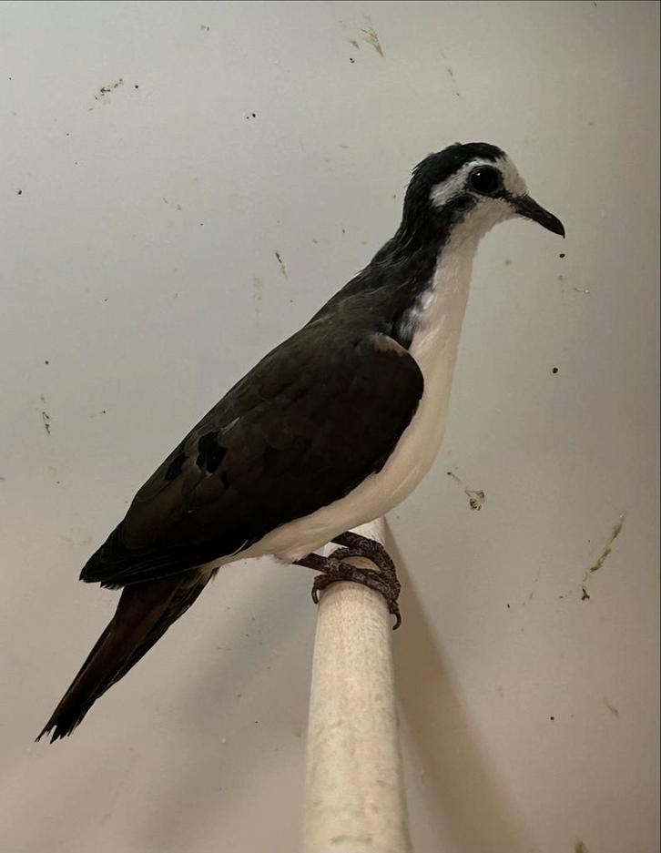 1-2 tamboerijn duif, Dieren en Toebehoren, Vogels | Overige Vogels, Tropenvogel, Meerdere dieren, Geringd