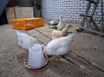 Leghennen, Dieren en Toebehoren, Pluimvee, Vrouwelijk, Kip