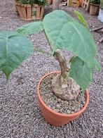 Caudex Sterculia colorata p20 (1), Huis en Inrichting, Kamerplanten, Ophalen of Verzenden, Halfschaduw, Minder dan 100 cm