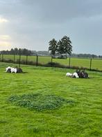 Kangoeroe wallaby 15 stuks, Dieren en Toebehoren, Overige Dieren, Juli, Meerdere dieren