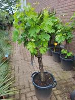 Mooie oude druivenstruiken!!, Volle zon, Bloeit niet, 100 tot 250 cm, Overige soorten