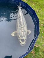 Japanse Kikokuryu koi, Karper of Koi
