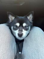 Pomsky teefje, Dieren en Toebehoren, Honden | Niet-rashonden, 1 tot 2 jaar, Teef, Eén hond, Nederland