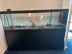 Prachtig aquarium te koop (met siervissen), Dieren en Toebehoren, Ophalen, Zo goed als nieuw, Gevuld zoetwateraquarium