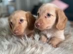 Prachtige mooie lieve cream langharige teckels pup, Dieren en Toebehoren, Honden | Teckels en Dashonden, Reu, CDV (hondenziekte)