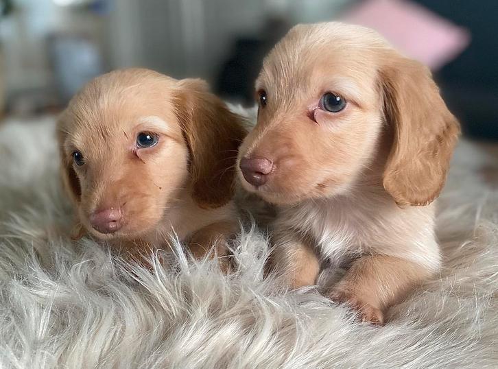 Prachtige mooie lieve cream langharige teckels pup, Dieren en Toebehoren, Honden | Teckels en Dashonden, Reu, Langhaar, Dwerg