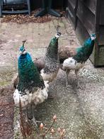 Pauwhanen Te Koop, Dieren en Toebehoren, Pluimvee, Mannelijk, Overige soorten