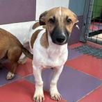 ACE: Leonito heeft nog een mooie weg te gaan!, Particulier, 15 weken tot 1 jaar, Reu, Buitenland