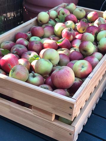 Nieuwe oogst ELSTAR APPELS biologisch  beschikbaar voor biedingen