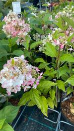 Pluimhortensia pinky winky, Ophalen, Zomer, Overige soorten, Halfschaduw