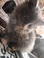 Main-coon kitten, Dieren en Toebehoren, Katten en Kittens | Raskatten | Langhaar, Gechipt, Poes