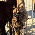 Alpaca merrie met uniek harlekijn hengstveulen, Dieren en Toebehoren, Overige Dieren, December, Meerdere dieren