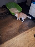 Te koop boerderij kittens, Dieren en Toebehoren, Katten en Kittens | Overige Katten, Meerdere dieren