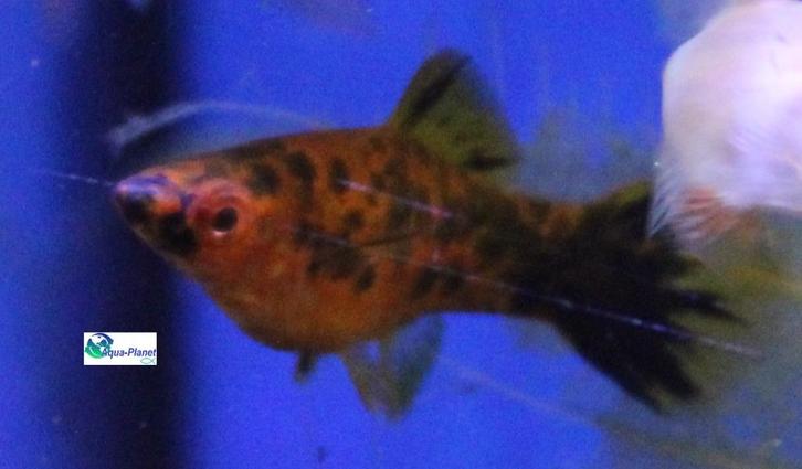 Zwaarddrager "Mix", Dieren en Toebehoren, Vissen | Aquariumvissen, Zoetwatervis, Vis