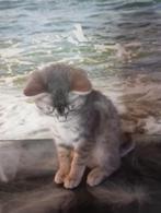 Britain's kort haar, Dieren en Toebehoren, Katten en Kittens | Raskatten | Korthaar, Poes