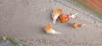 Te koop broedeieren van de Frieshoen. 1 euro per stuk., Dieren en Toebehoren, Pluimvee, Kip